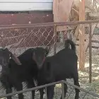 معزه العدد 2