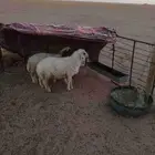 هرافي خرفان العدد 2 نعيمي وحري العمر ثلاث شهور وعليها