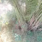 يوجد لدينا فروخ خلاص وصقعي. من لديه رغبه يتوصل. معنا