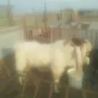 تيس فحل حار مصري هجين هلندي