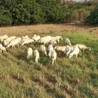 ضان مولدات العدد 35