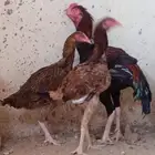 دجاجتان باكستاني