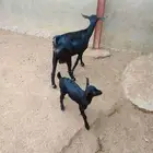 عنز حصاء عليها عناق