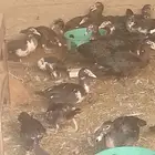 بط بلدي مصري