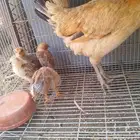 دجاجه معاها 5