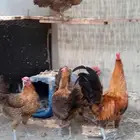 دجاج فيومي ذهبي