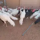 ديكه ودجاج رومي