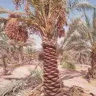 نخل للبيع مثمر خلاص سكري شيشي هلالي مجدول صقعي غر منيفي شهل