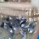 دجاج فيومي العدد 30جوز