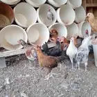 دجاج فروج