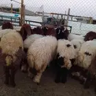 سامي للذبايح تمام