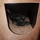 دجاج باكستاني