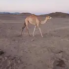 بكره البيع على حليب