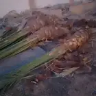 يوجد لدينا نخل طيب ومقاسات مناسبة ونوايع فاخره