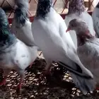 حمام باكستاني