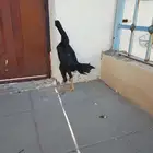 دجاجه شامو هزاز