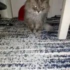 الاحساء الطرف