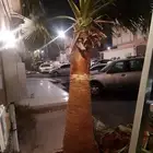 تكريب الواشنطونيا والنخيل وتنسيق الحدائق