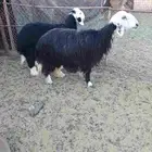 نجديه حائل فل شحم سن سدس وا خروف نجدي فل شحم عمرها 5 شهور