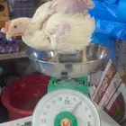 دجاج لاحم ابيض