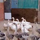 وز بلدي