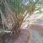 سلام عليكم اليوم عند الفسل المثمره توجد في مكه