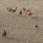 سلام عليك