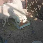 ضان للبيع 2 بدون سنون وحده سدسه حالها وسط