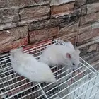 زكرين سورى فحول