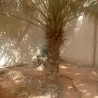 نخل خلاص مثمره للبيع في ارياض بسعر مناسب جدن