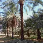 يوجد لدينا نخيل من6متر لا 7متر