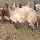 يوجد لدينا غنم نعيم حق مطاعم المشويات والكباب حسب الطلب