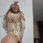 شرياص شبوط للبيع