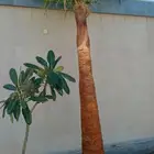 تكريب الواشنطونيا والنخيل وتنسيق الحدائق وقطع اشجار