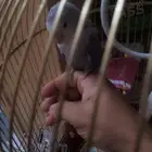 روز للبيع