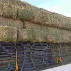 برسيم مستودع طيب للبيع مع خدمات توصيل