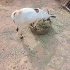 للبيع ضحيه تيس اخر حبه مشاء الله تبارك الله