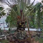 نخلتين سكري مفتل درجه أولى الموقع القصيم