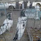 حمام باكستاني