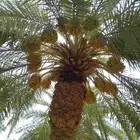 يوجد خراف سلج بشكل يومين