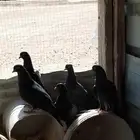 حمام لوت او قلاب