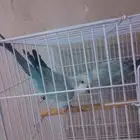 تم البيع   ذكور كويكر الراهب محلله بشهايد