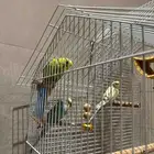 بادجي للبيع
