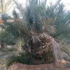 نخل للبيع