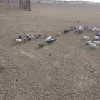 حمام مشكل