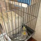 كروان زوج للبيع