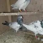 حمام باكستاني تيد طيار