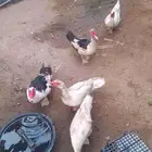 بط للبيع ذكور وانثي
