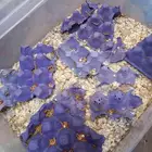 للبيع دود قبابي