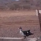 بط اللبيع